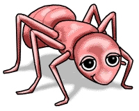 Ant