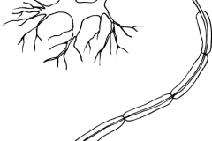 NerveCell_OL