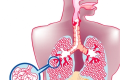 Respiratory