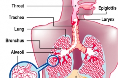 Respiratory_L