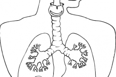 Respiratory_OL
