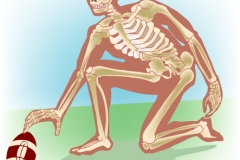 Skeleton